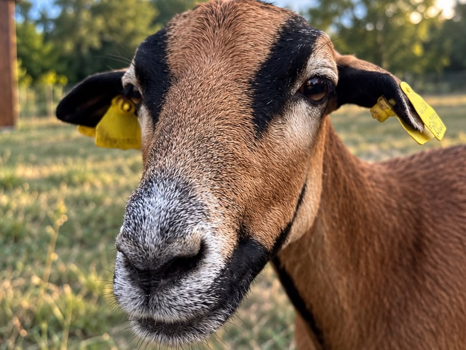 Koza na farme